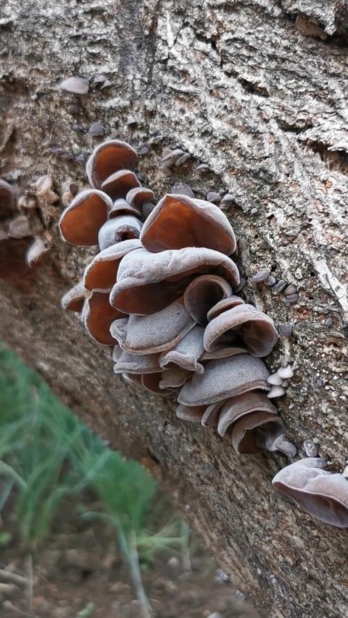 神农架野生黑木耳