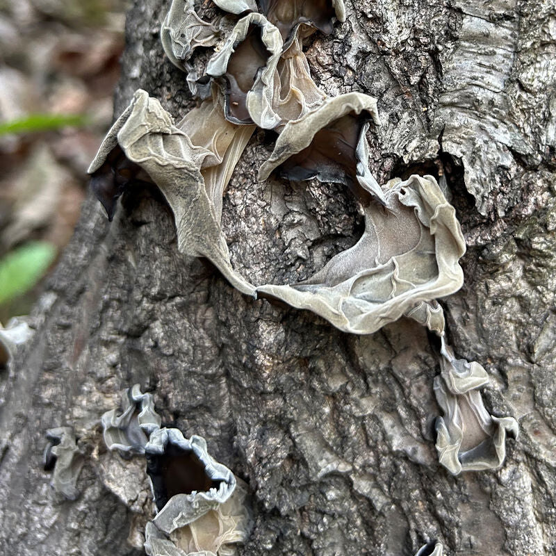 神农架野生黑木耳